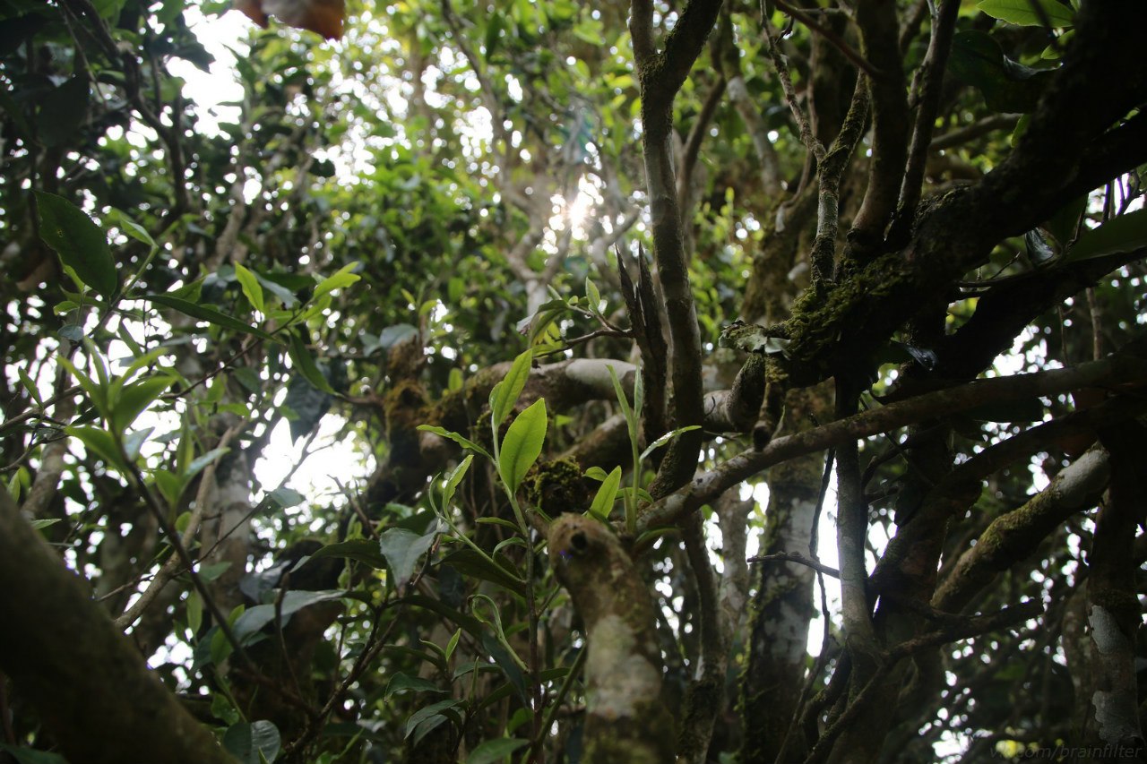 jungle tea